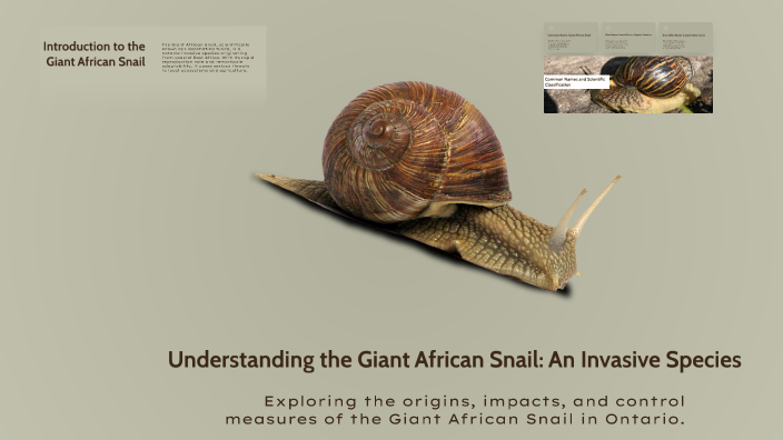 Understanding the Giant African Snail: An Invasive Species in Ontario ...
