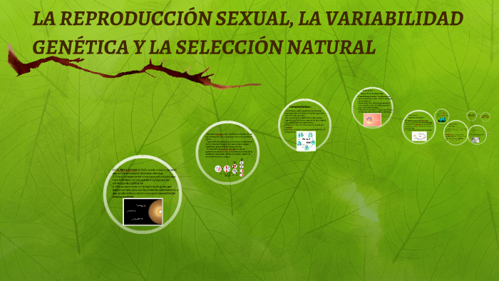 La Reproduccion Sexual La Variabilidad Genetica Y La Selecc By Melanie