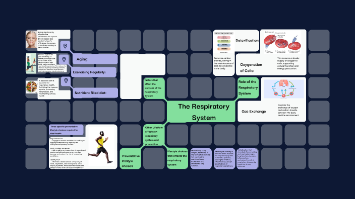 The Respiratory System by m b on Prezi