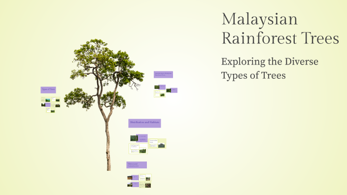Malaysian Rainforest Trees by Vaani Ulaganathan on Prezi