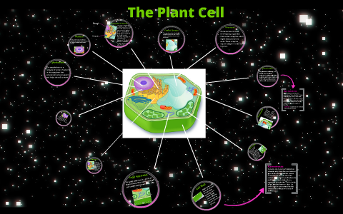 Plant and Animal Cells by Meredith Mank on Prezi