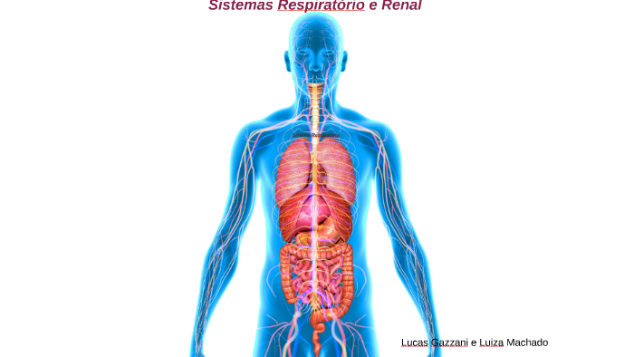 Sistemas Respiratório e Renal by Luiza Machado