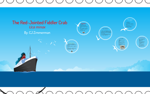 The Red-Jointed Fiddler Crab by CJ Zimmerman on Prezi