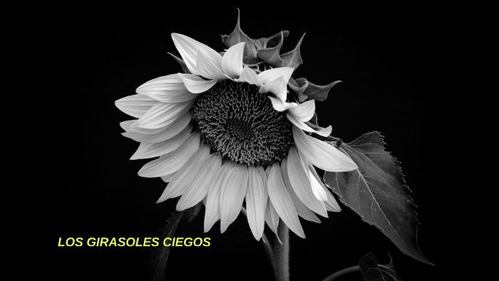 Girasoles ciegos by Begoña Martin Leal