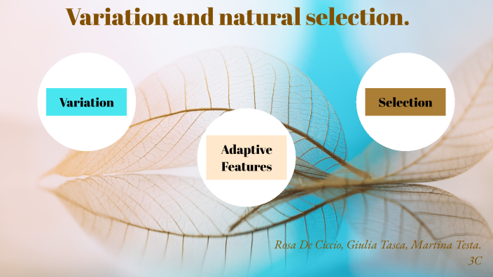 Variation And Natural Selection By Giulia Tasca On Prezi