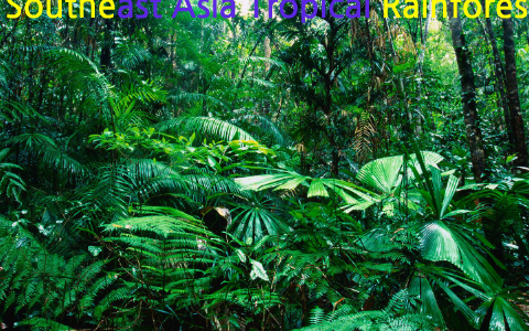 Fotografia Asian rainforest jungle - em