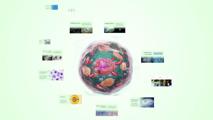 Mapa Mental sobre el Ciclo Celular by Maria Méndez on Prezi
