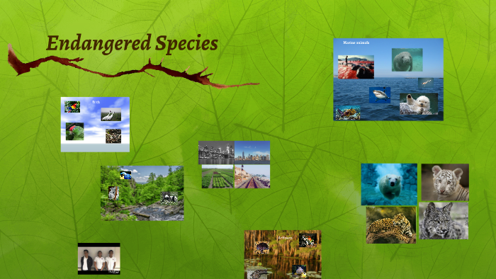 Endangered Species by Erick Guzmán on Prezi