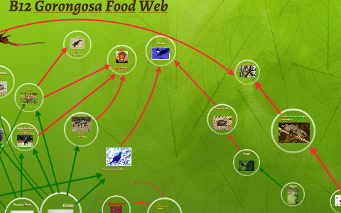 B12 Gorongosa Food Web by Kate Farrell on Prezi