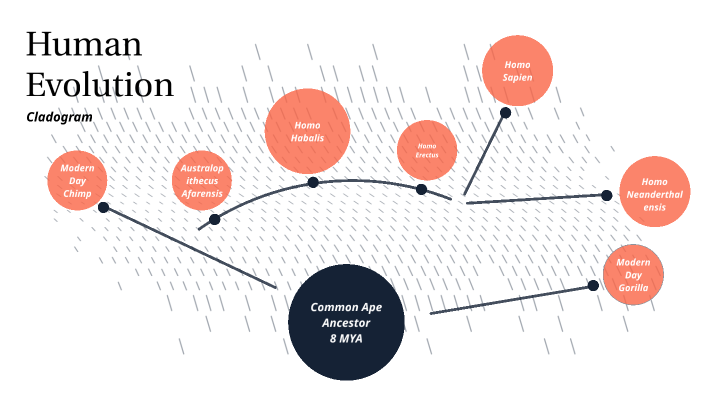 Human Evolution by Ruth B on Prezi