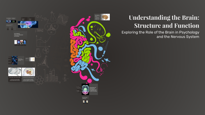 Understanding the Brain: Structure and Function by Andrea on Prezi