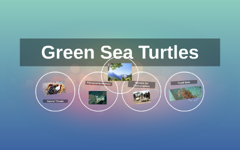 Green Sea Turtles by katie murphy on Prezi