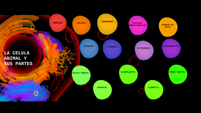 LA CELULA by SARA SOFIA GONZALEZ PARADA on Prezi