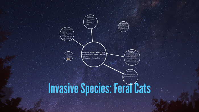 Invasive Species Feral Cats By Merak Rawlings 9223