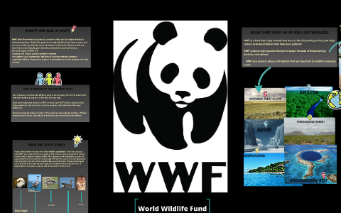 what does wwf do to help the wildlife? by Emily M on Prezi