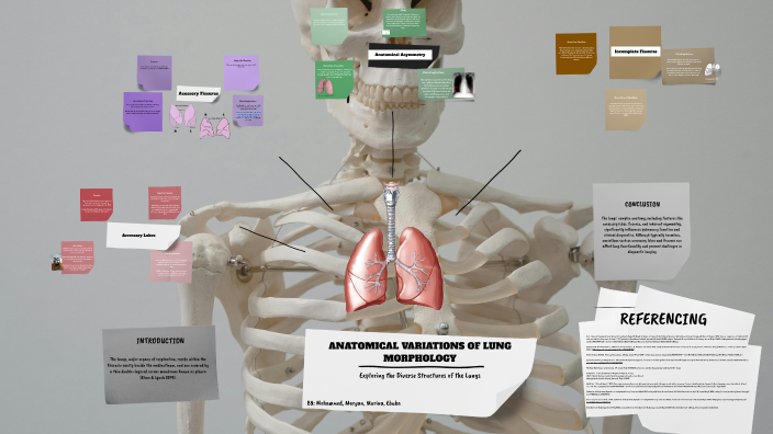 Anatomical Variations of Lung Morphology by ebuka iwuoha on Prezi