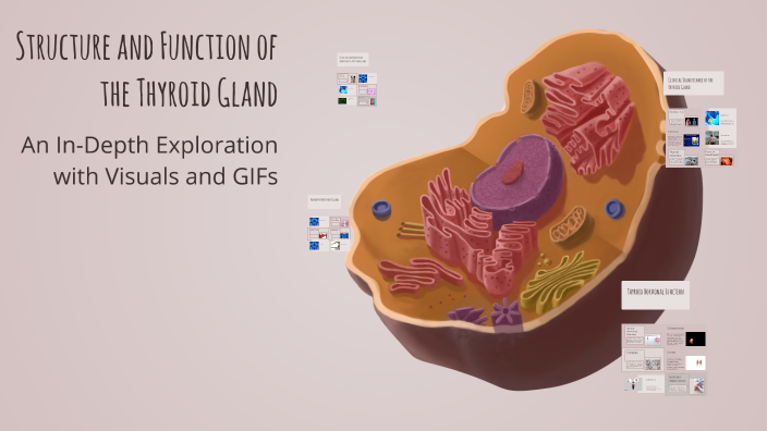 Structure and Function of the Thyroid Gland by Rushan Somroo on Prezi