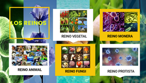 LOS REINOS DE LA NATURALEZA by Paula Letamendi on Prezi Design