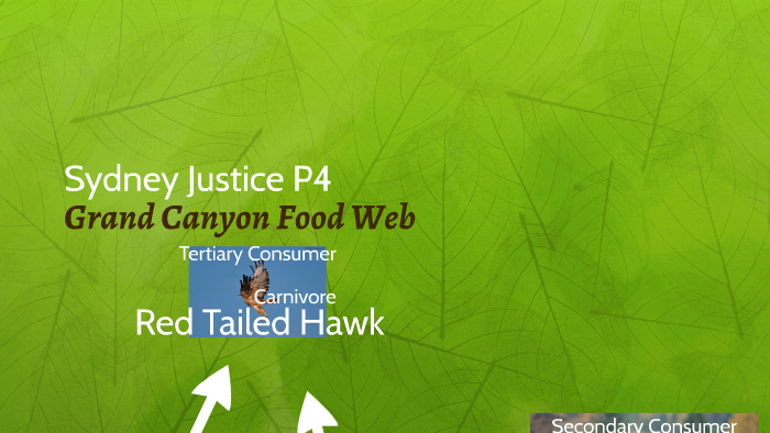 Grand Canyon Food Web by Sydney Justice on Prezi Biology Diagrams
