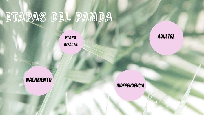 El sorprendente ciclo de vida del oso panda by CINTHYA BRILLIT RAMOS