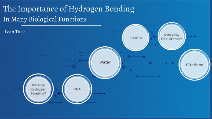 The Importance of Hydrogen Bonding by Leah Tuck on Prezi