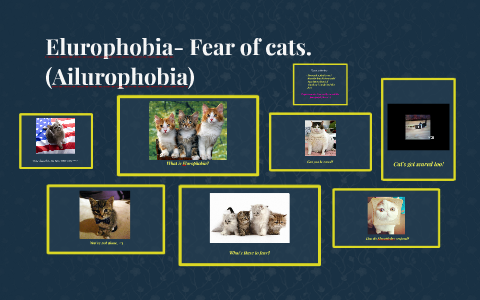 what is ailurophobia