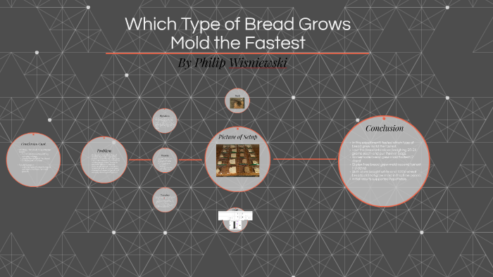 Which Type Of Bread Grows Mold The Fastest By Philip Wisniewski On Prezi which-type-of-bread-grows-mold-the-fastest-by-philip-wisniewski-on-prezi