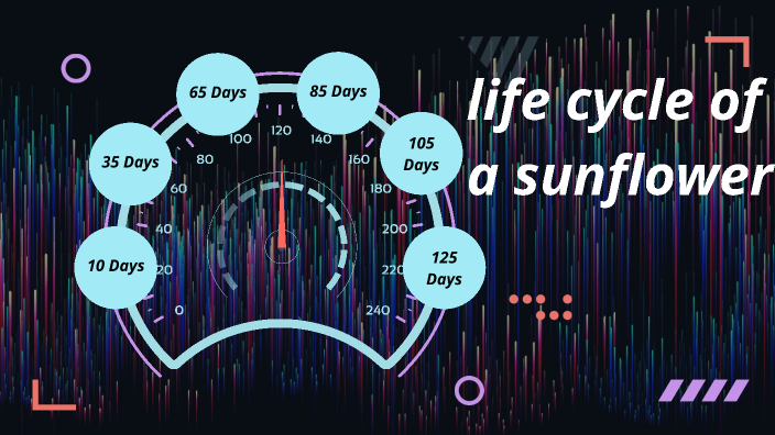 Life cycle of a Sunflower by Jesse Bourne on Prezi