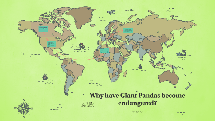 Why have Giant Pandas become endangered? by Kyara Halum on Prezi Next