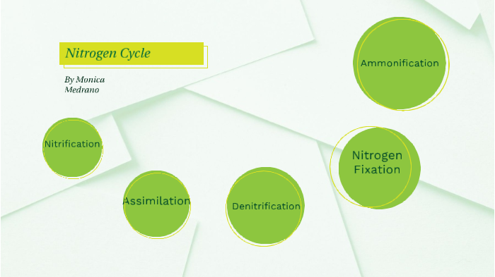Nitrogen Cycle by Monica Medrano on Prezi