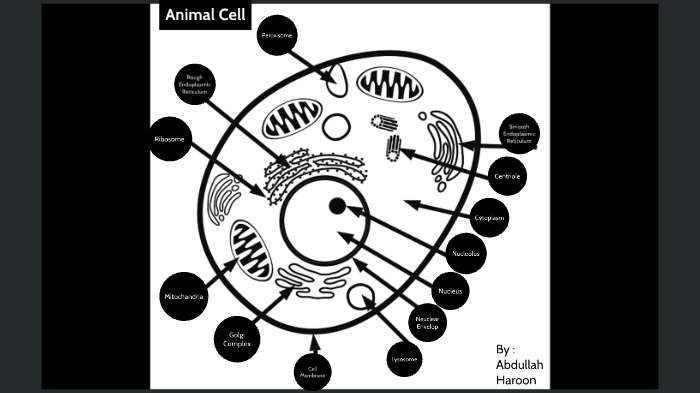 Animal Cell Anatomy by Abdullah Haroon on Prezi