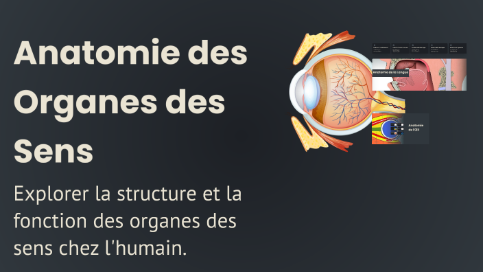 Anatomie des Organes des Sens by Yang Jeeya on Prezi