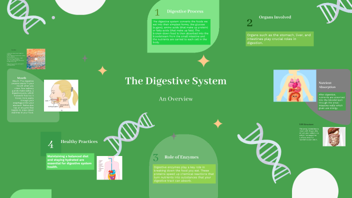 The Digestive System by Aliye Javadzade on Prezi