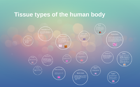 Tissue types of the human body by bethany taylor on Prezi