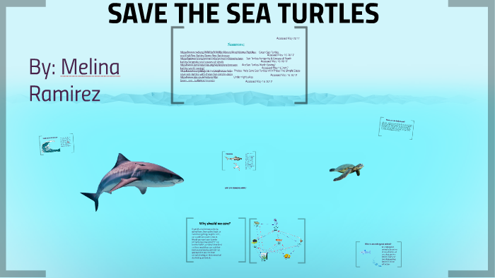 SAVE THE SEA TURTLE by Mary Lord on Prezi