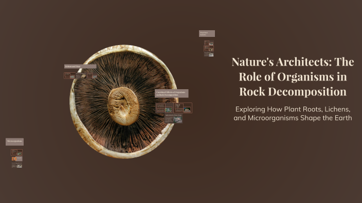 Nature's Architects: The Role of Organisms in Rock Decomposition by ...