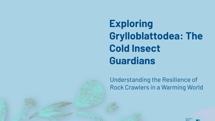 Exploring Grylloblattodea: The Cold Insect Guardians by Bob Vincent ...