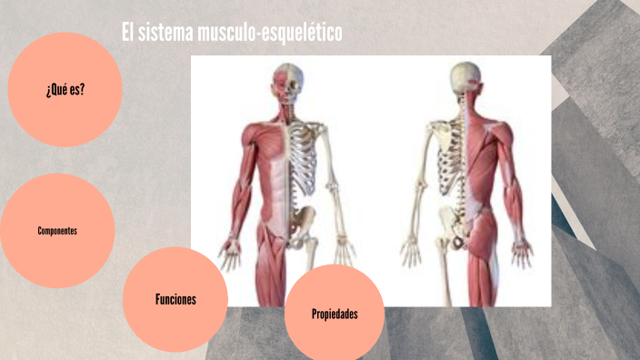 El sistema musculo-esquelético by Yordania Jiménez on Prezi