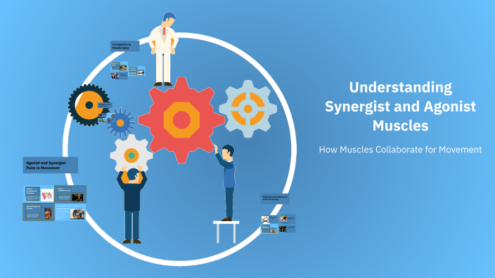 Synergist Example Understanding Synergist and Agonist Muscles by Ryan Nunn on Prezi