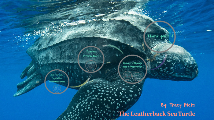 The Leatherback Sea Turtle by Tracy Hicks on Prezi