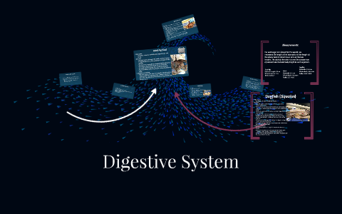 Digestive System by Anna Turner on Prezi