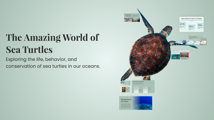 The Amazing World of Sea Turtles by Hudson Goch on Prezi