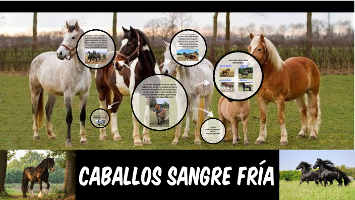 CABALLOS SANGRE FRIA by yon martinez on Prezi