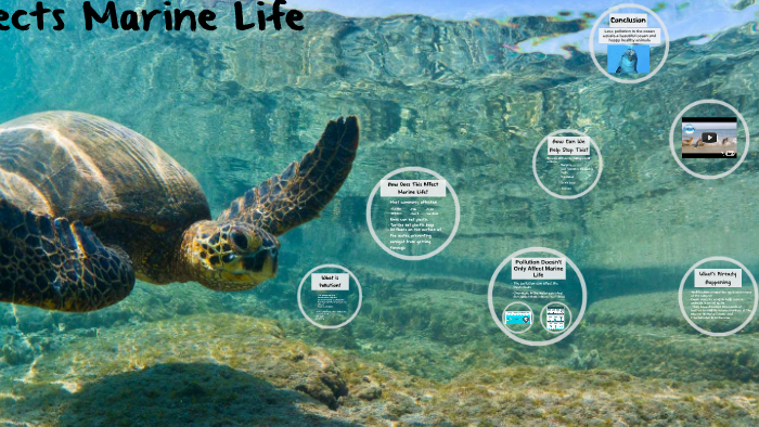 How Ocean Pollution Affects Marine Life by Emilie Goad on Prezi