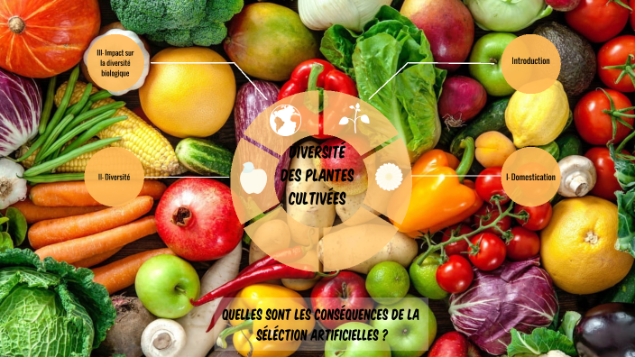 diversité des plantes cultivées by lou-ann trocmé on Prezi