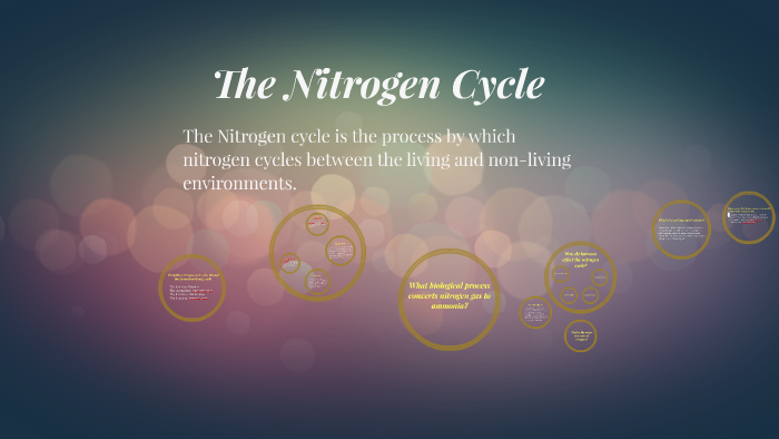 Nitrogen Cycle by Isabella Preston on Prezi