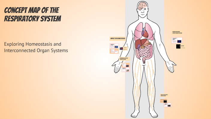 Concept Map of the Respiratory System by Mah Ray Williams on Prezi