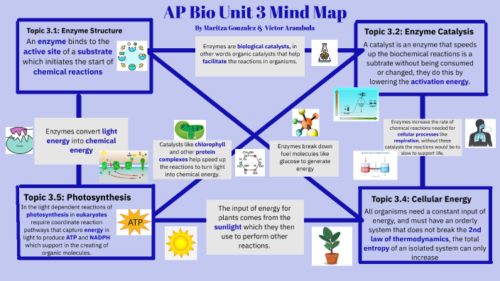 Maritza Gonzalez AP Bio Unit 3 Mind Map by Maritza Gonzalez on Prezi