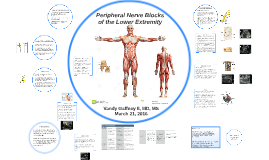 Peripheral Nerve Blocks Of The Lower Extremity By Vandy Gaffney