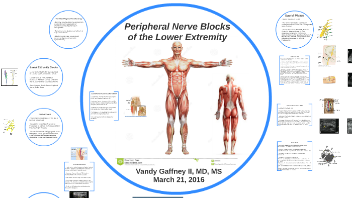 Lower Extremity Nerve Blocks Poster (in)